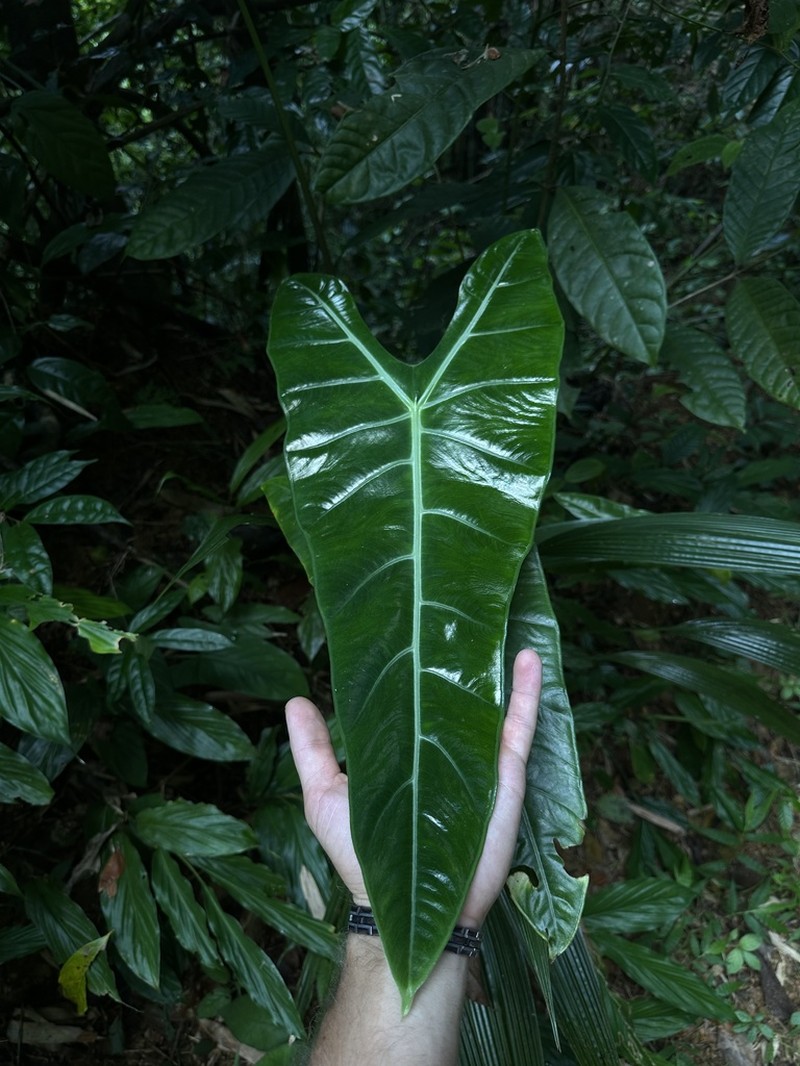 Alocasia longiloba photo 2