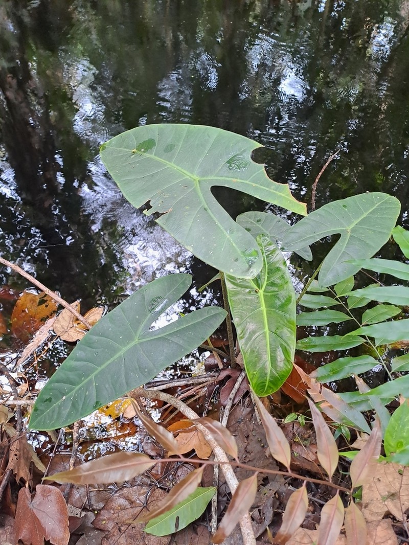 Alocasia longiloba photo 3