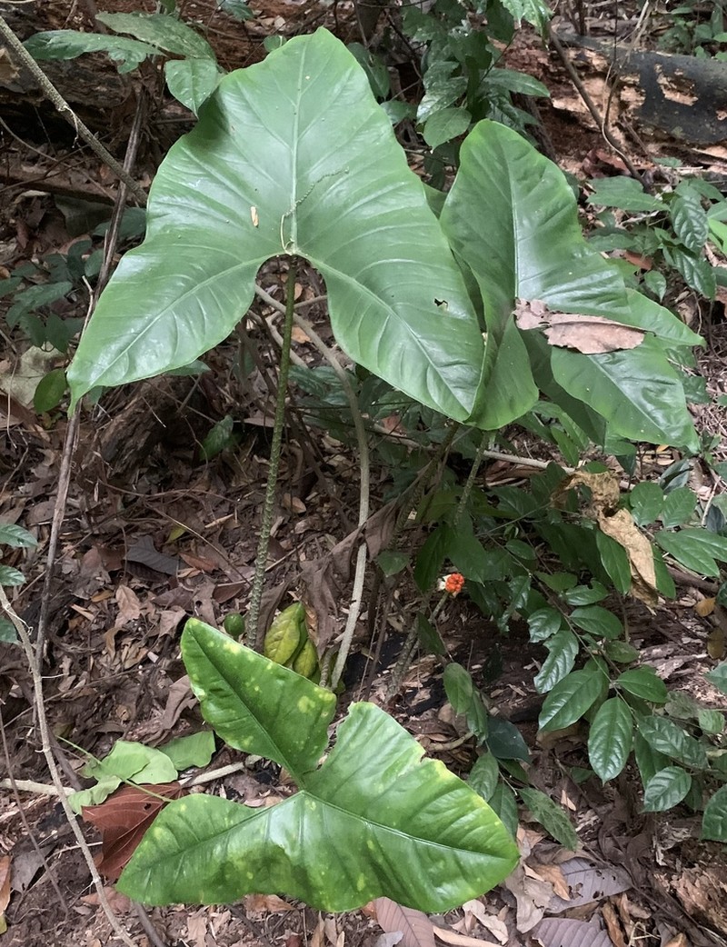 Alocasia longiloba photo 5