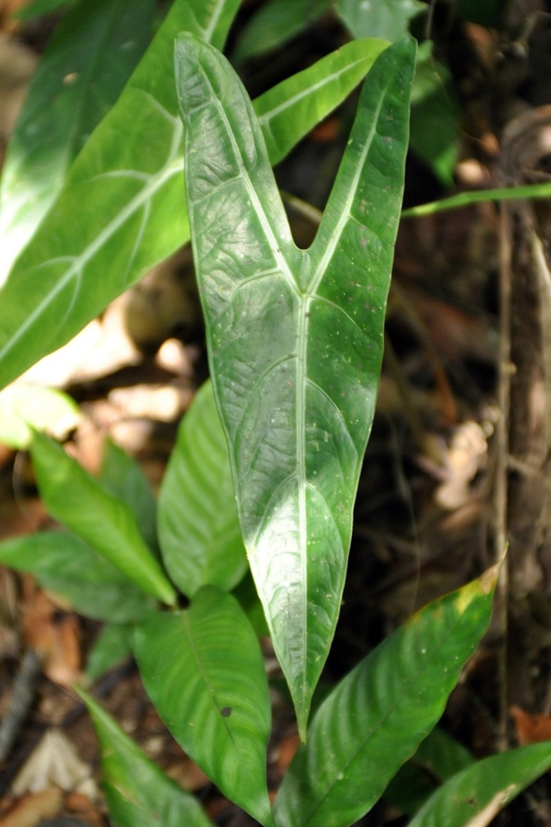 Alocasia longiloba photo 7