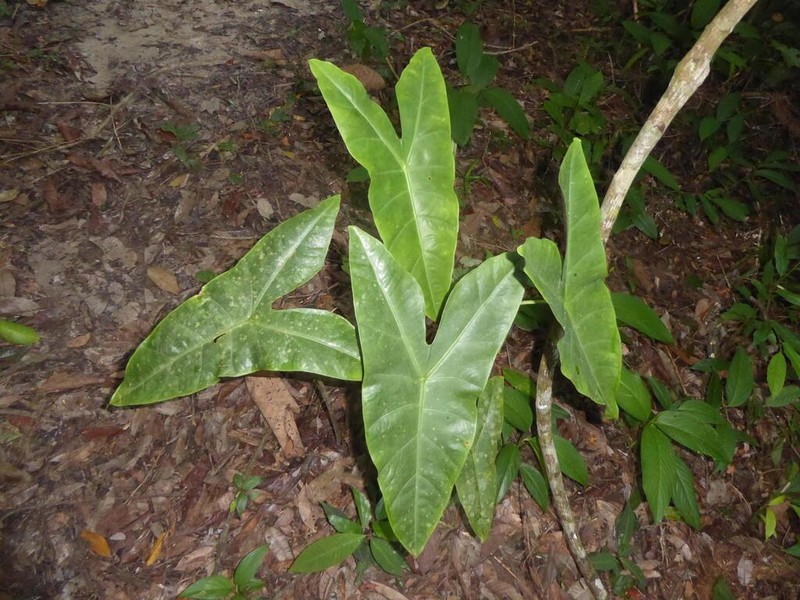 Alocasia longiloba photo 8