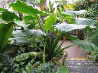 Giant Taro