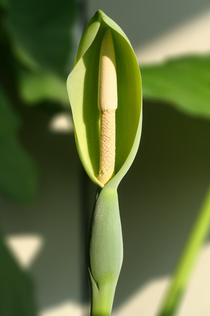 Giant Taro photo 2