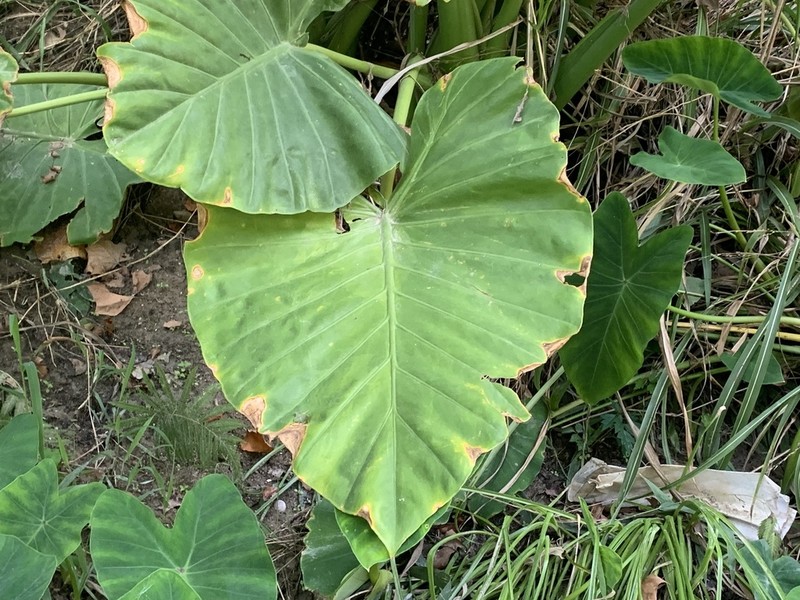 Giant Taro photo 5