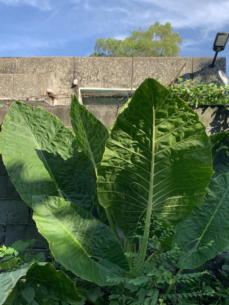 Metallic Taro photo 6