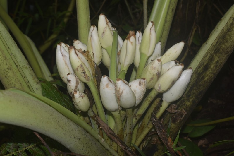 Alocasia maquilingensis