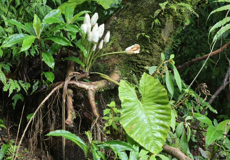 Alocasia maquilingensis photo 2