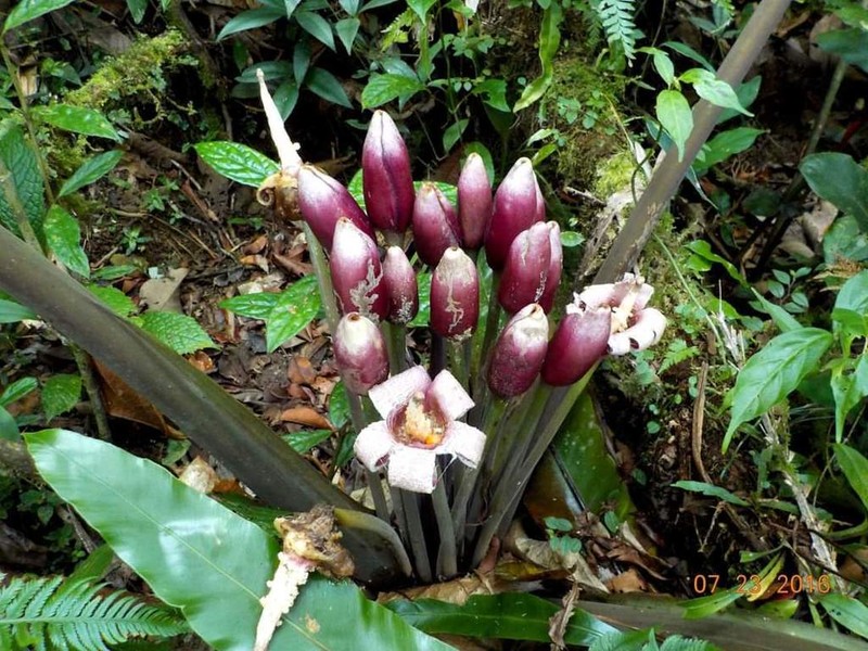 Alocasia maquilingensis photo 3