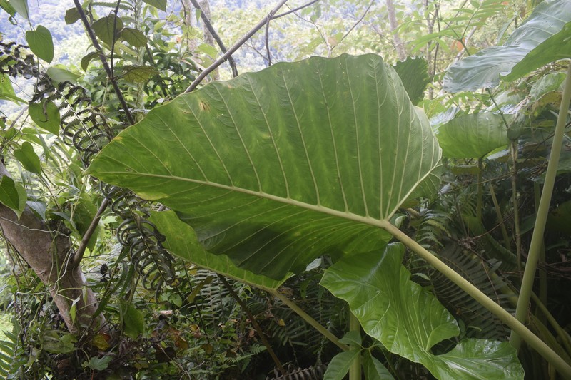 Alocasia maquilingensis photo 5