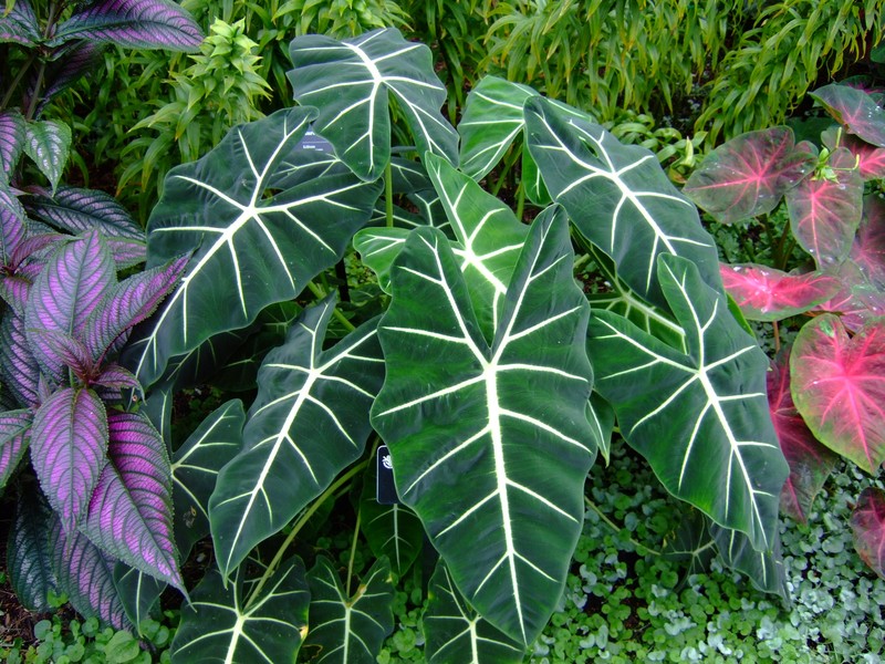 Alocasia micholitziana photo 2