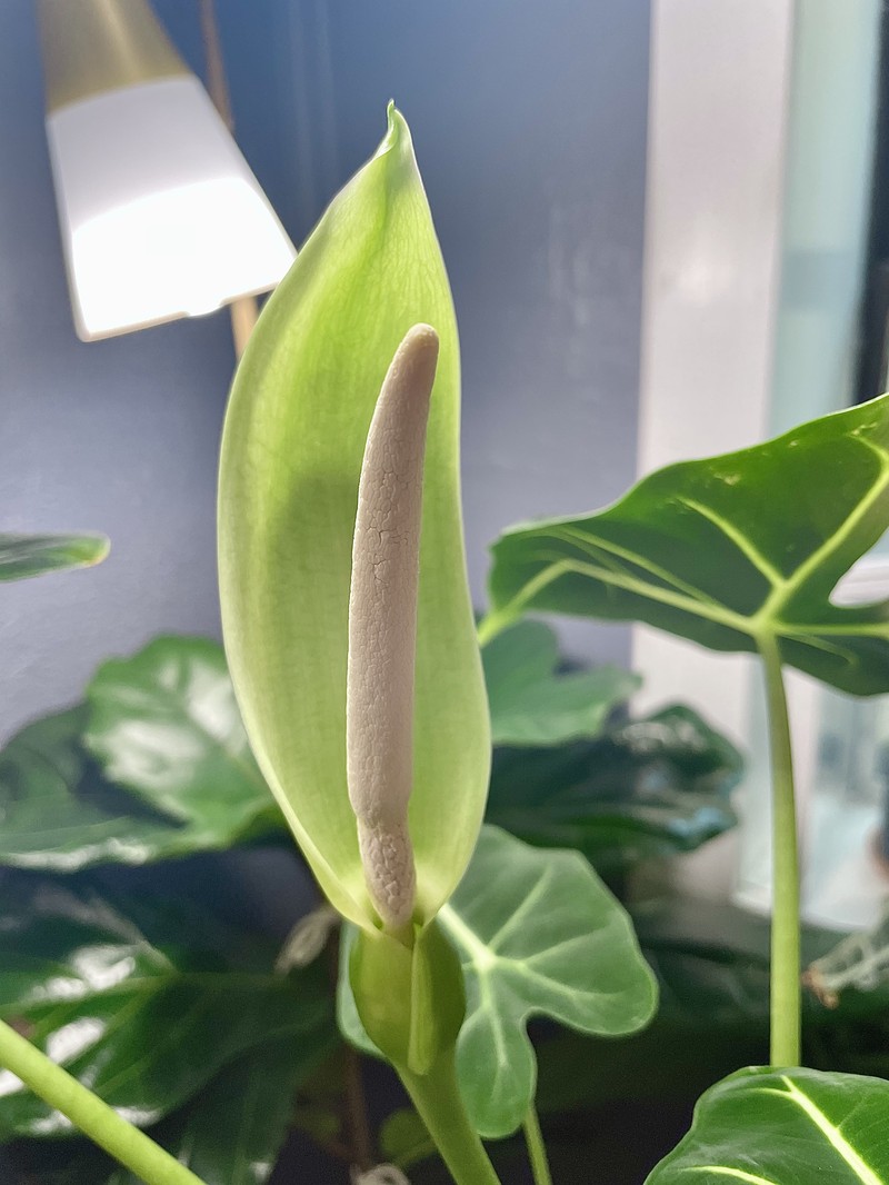 Alocasia micholitziana photo 3