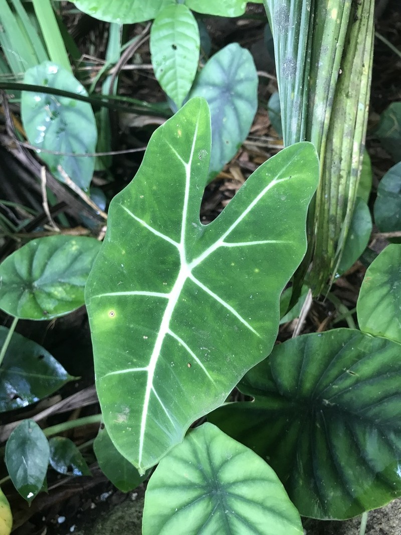 Alocasia micholitziana photo 4