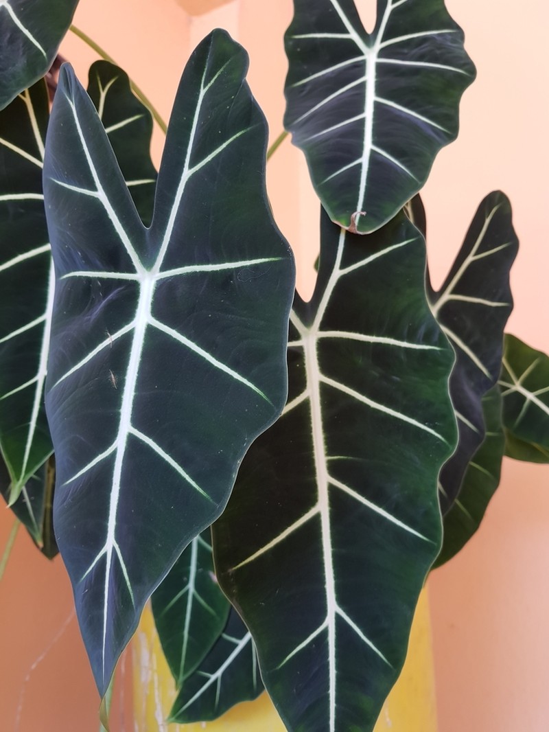 Alocasia micholitziana photo 5