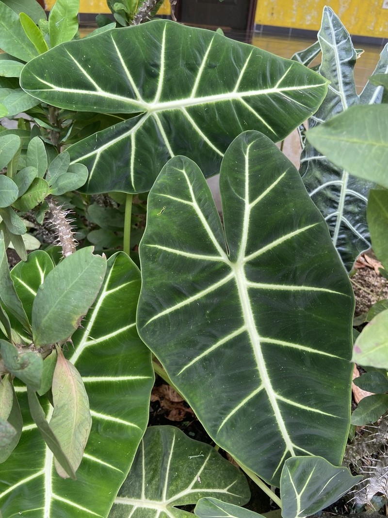 Alocasia micholitziana photo 6