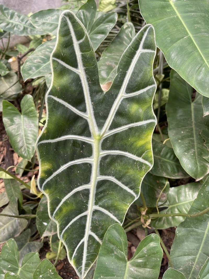 Alocasia micholitziana photo 7