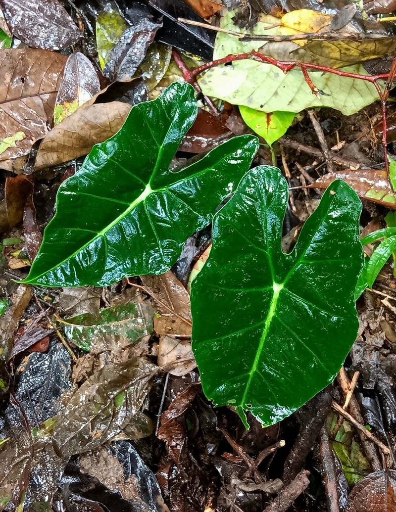 Alocasia micholitziana photo 8