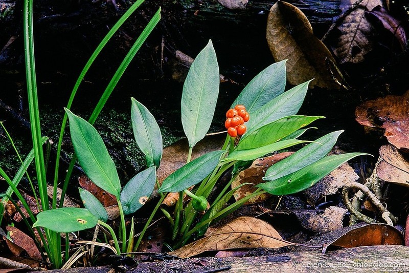 Alocasia minuscula