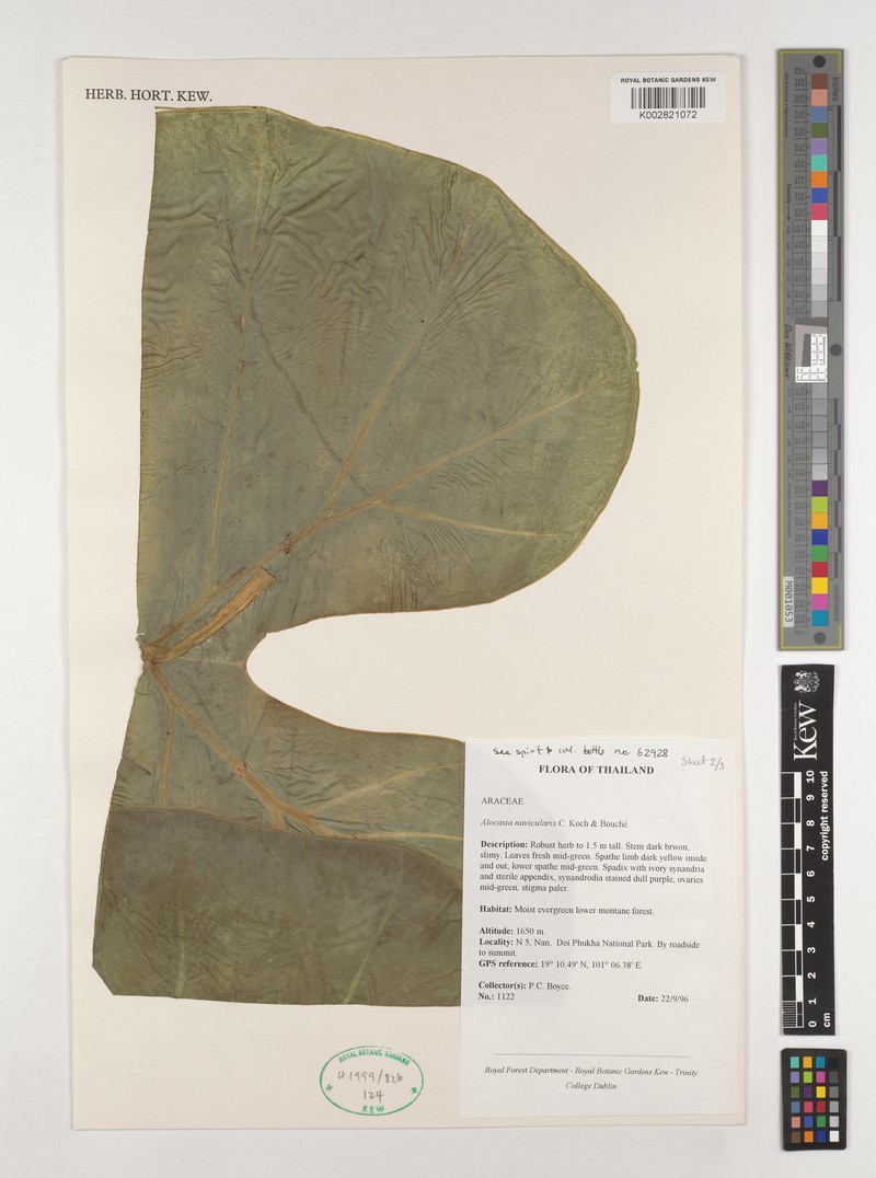 Alocasia navicularis photo 3