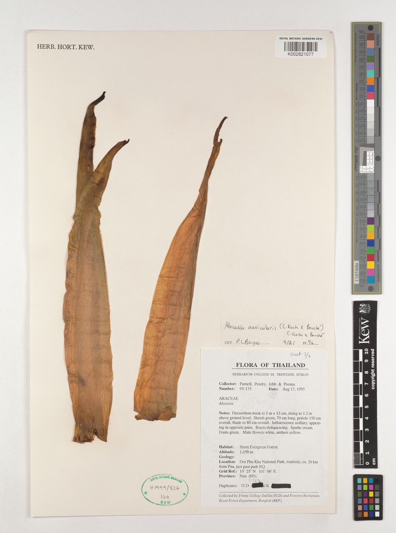 Alocasia navicularis photo 5