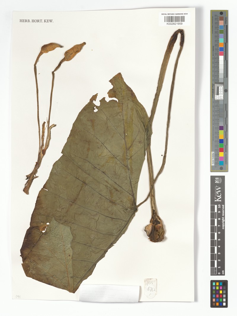 Alocasia nicolsonii