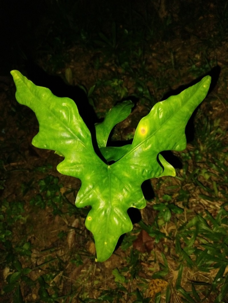 Alocasia nycteris photo 2