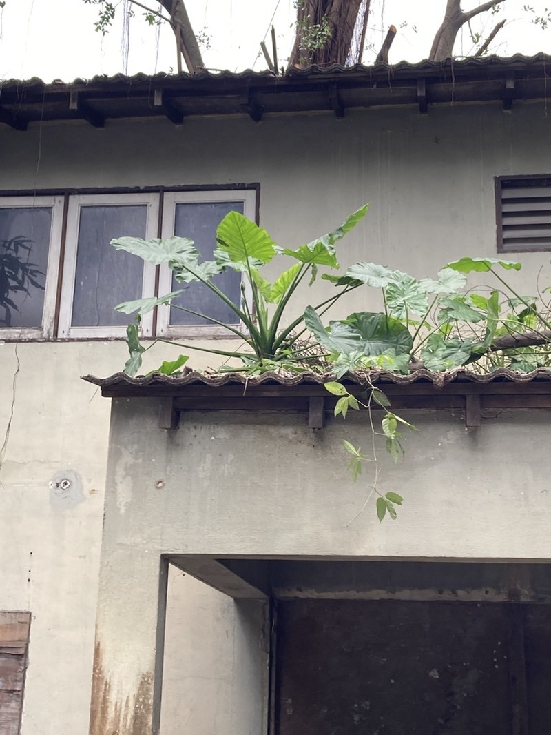 Asian Taro photo 2