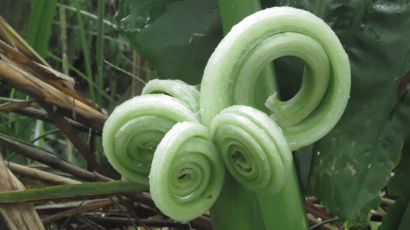 Asian Taro photo 3