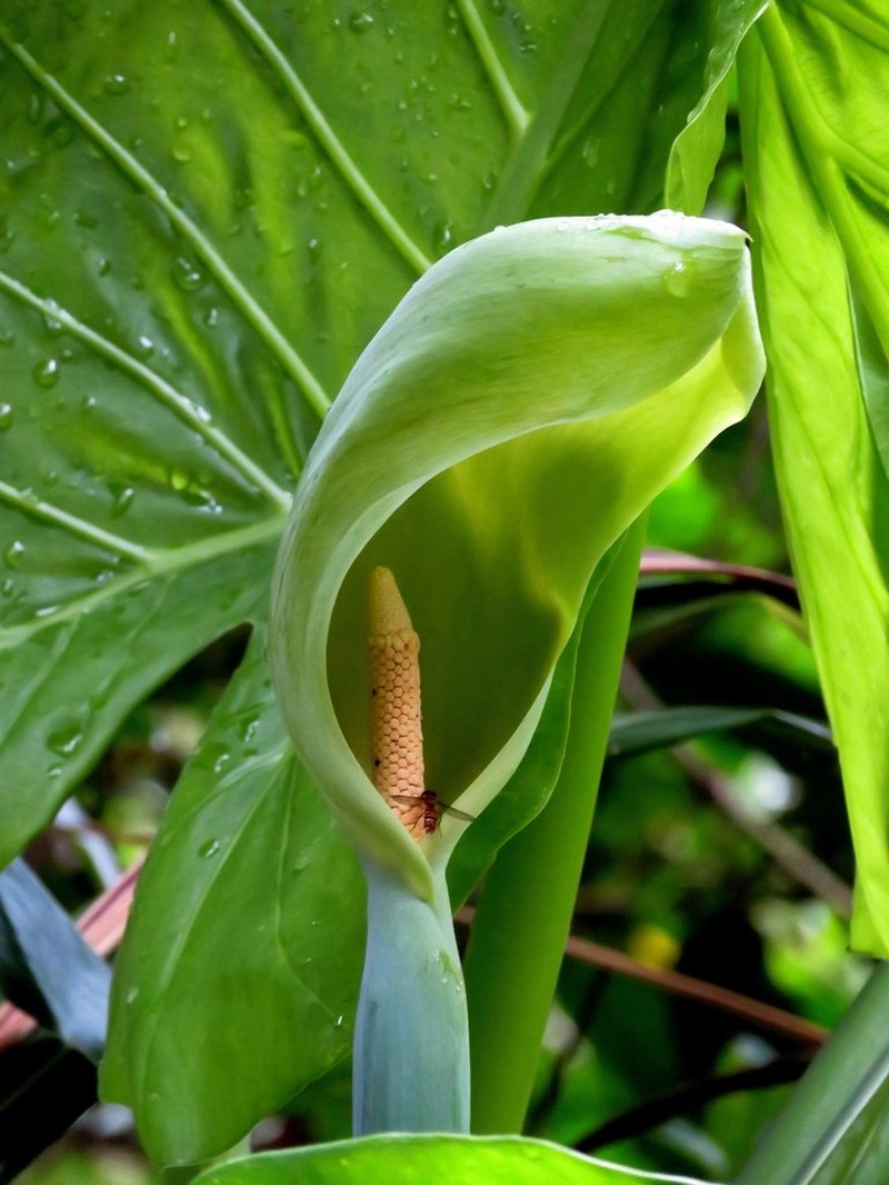 Asian Taro photo 4