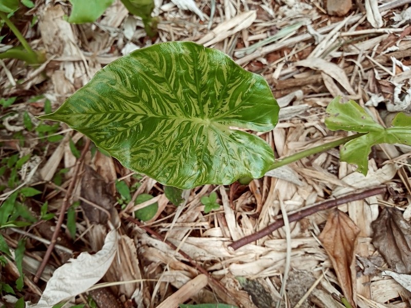 Asian Taro photo 6