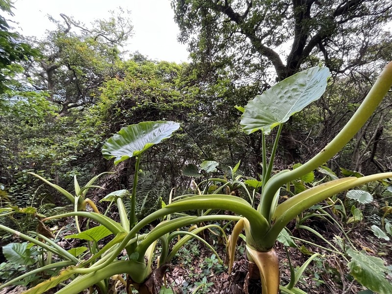 Asian Taro photo 7