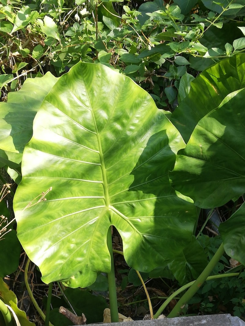 Asian Taro photo 8