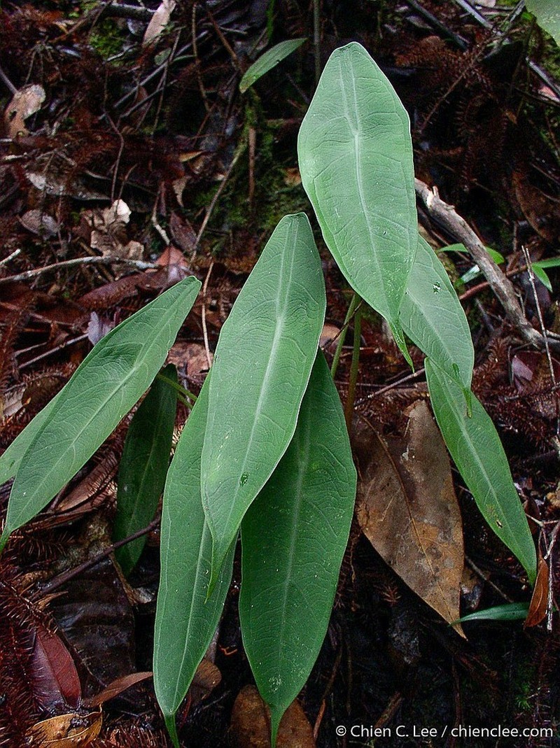 Alocasia peltata