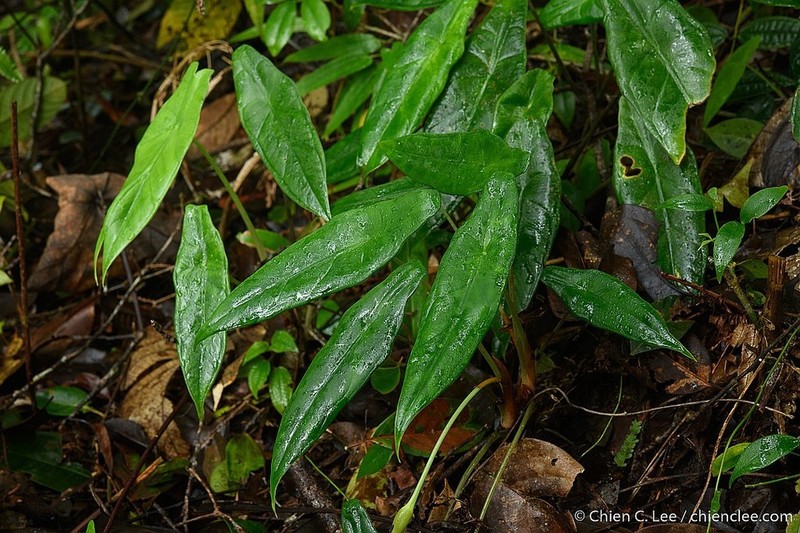 Alocasia peltata photo 2
