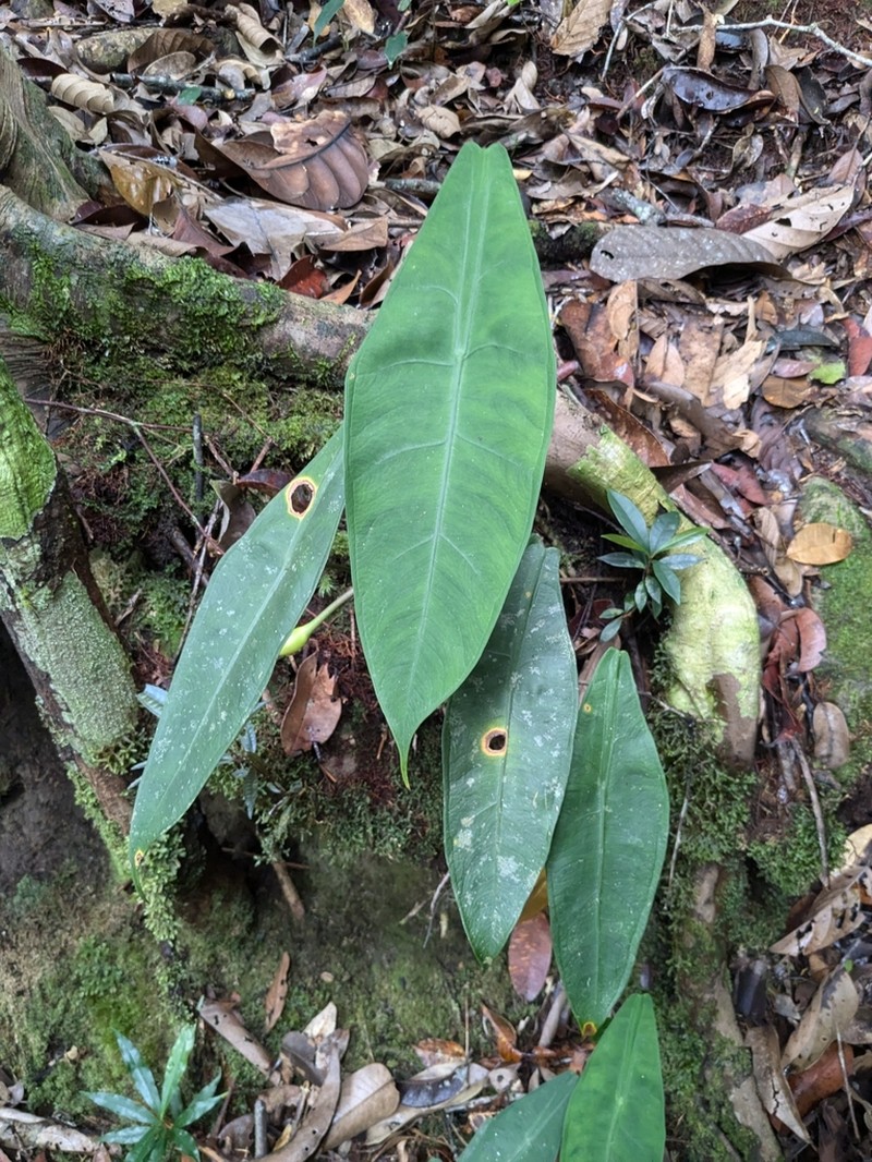 Alocasia peltata photo 3