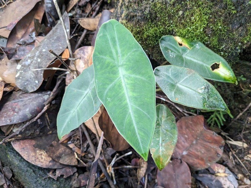 Alocasia peltata photo 5