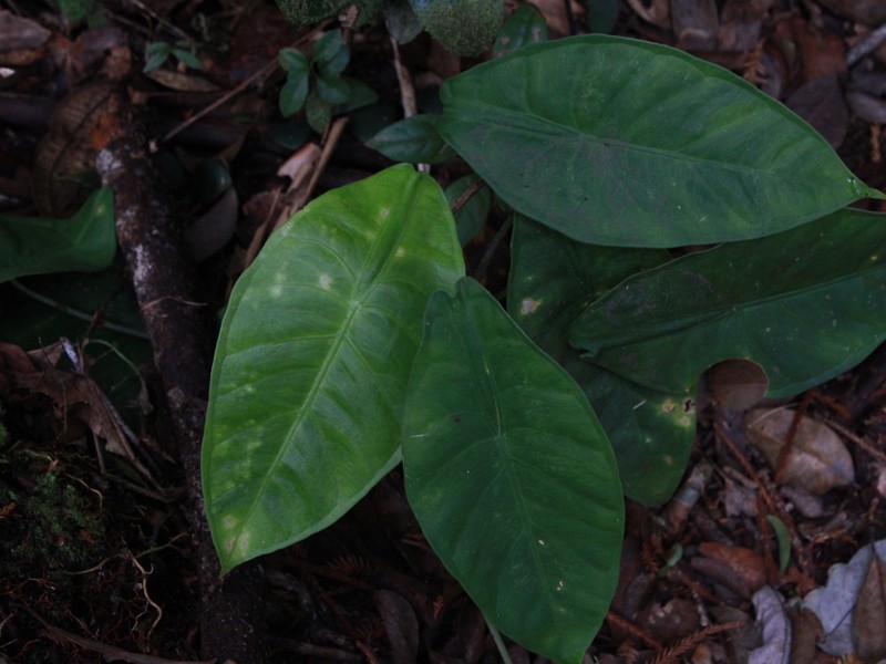 Alocasia peltata photo 8