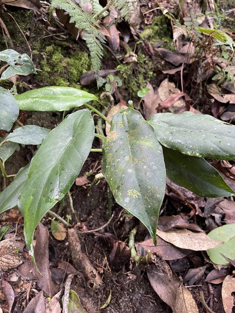 Alocasia perakensis