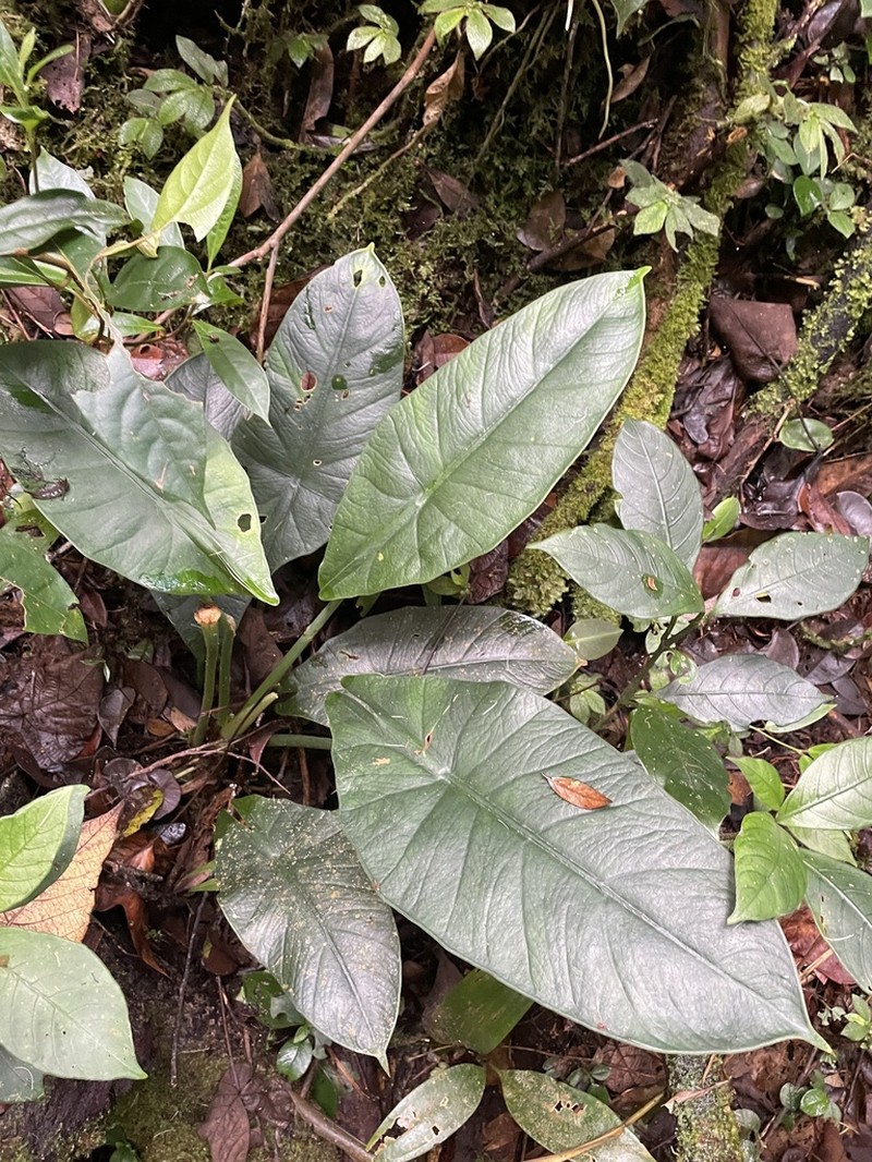 Alocasia perakensis photo 2