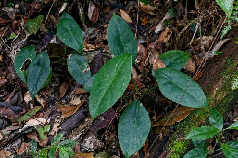 Alocasia perakensis photo 3