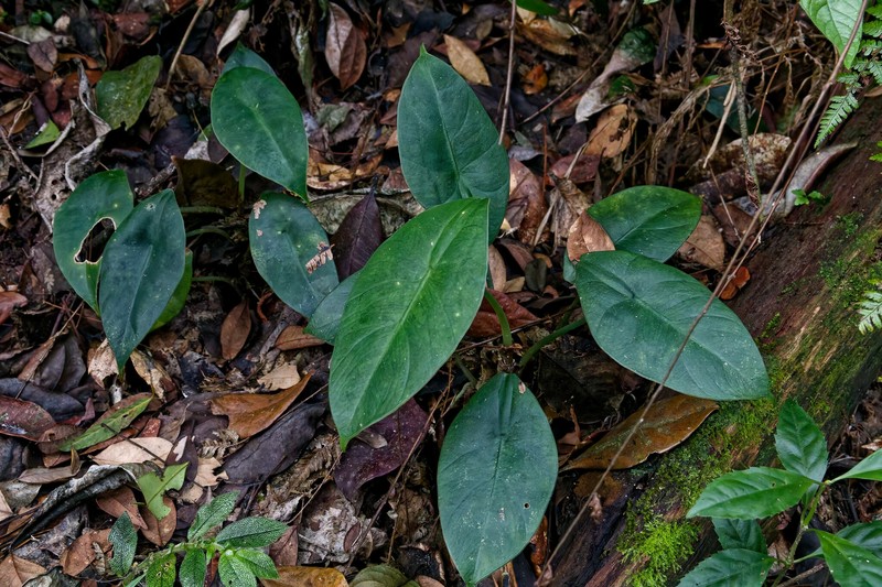Alocasia perakensis photo 4