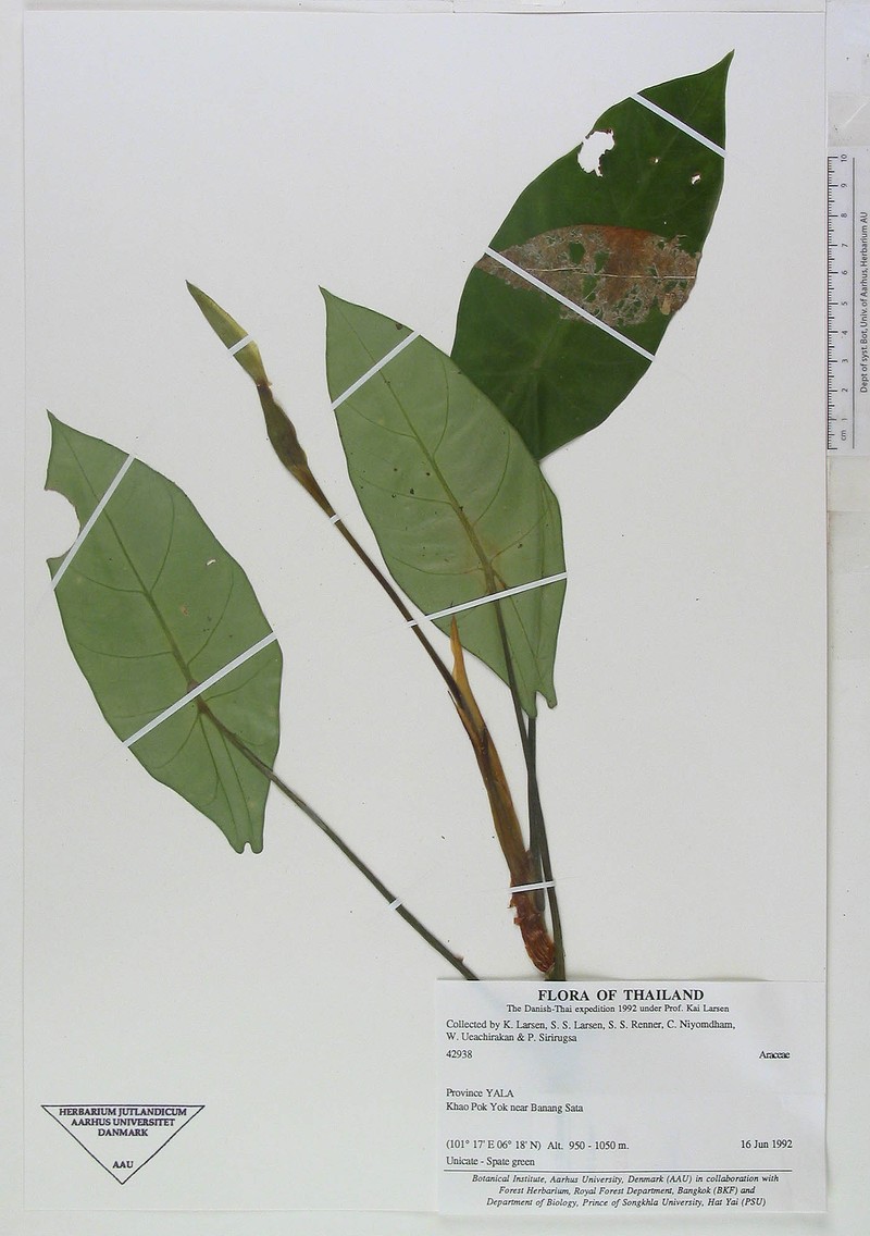 Alocasia perakensis photo 6