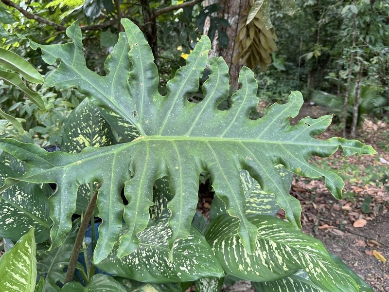 Alocasia portei photo 2