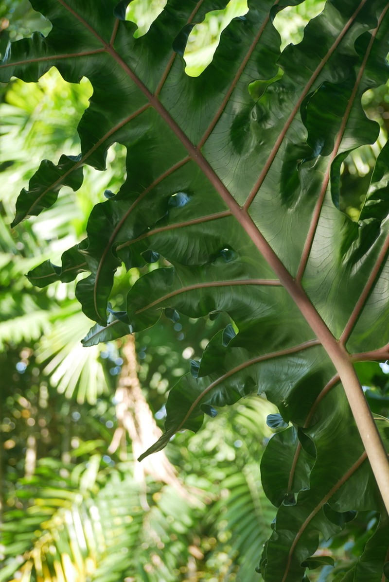 Alocasia portei photo 3