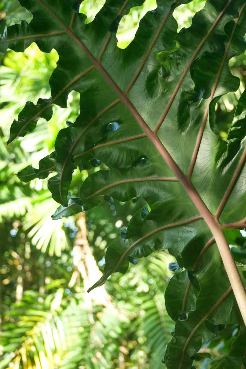 Alocasia portei photo 4
