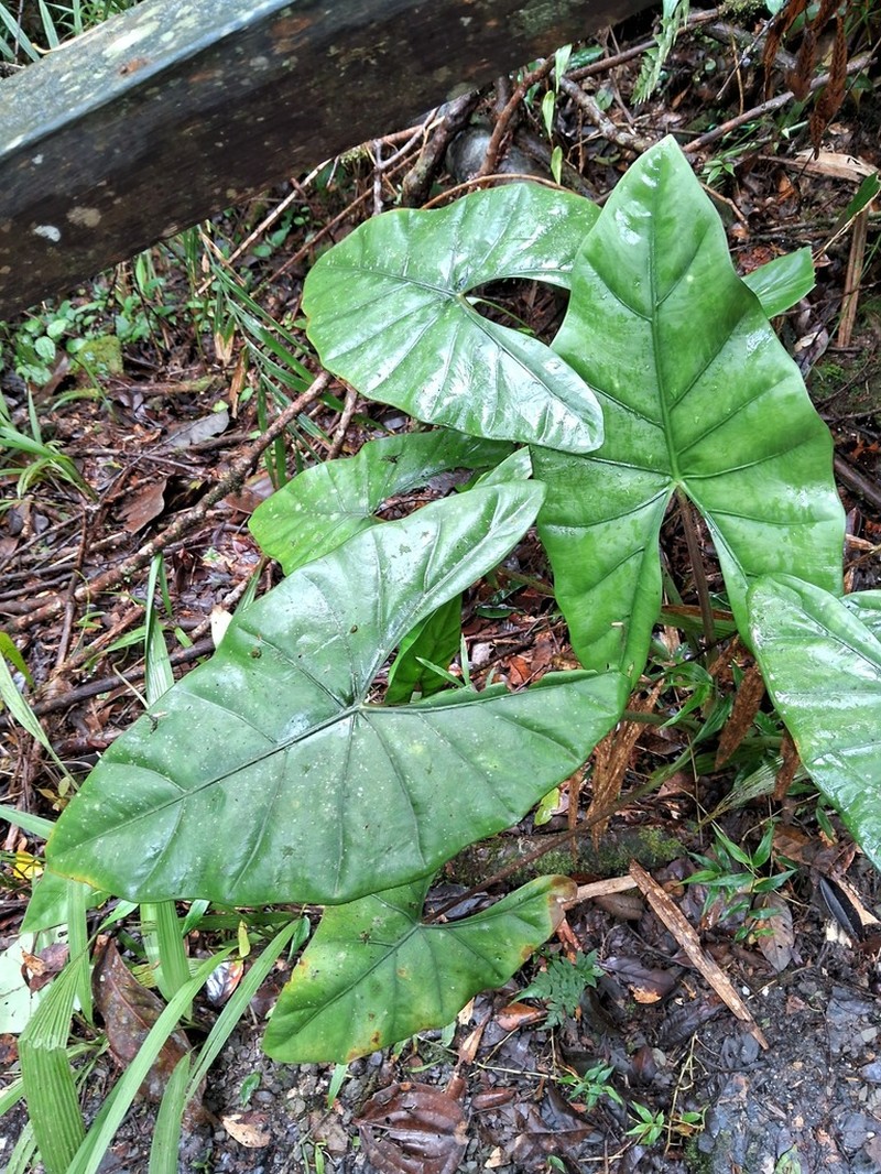Alocasia princeps