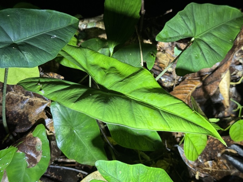 Alocasia princeps photo 3