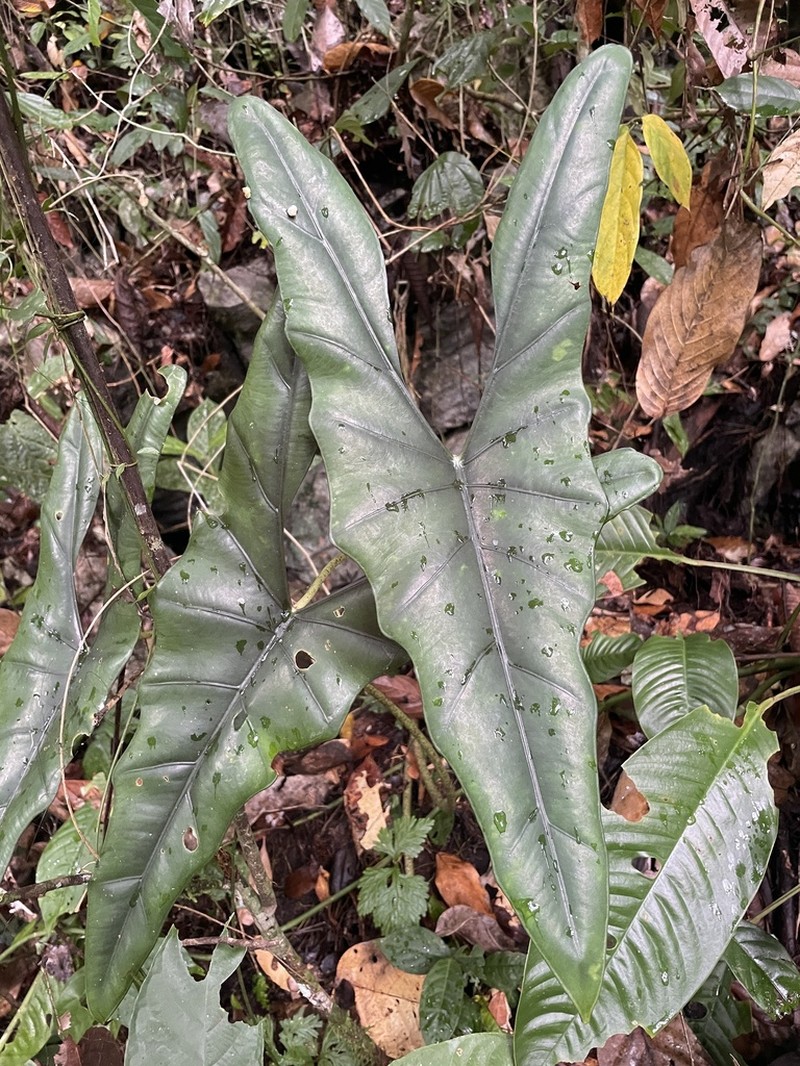 Alocasia princeps photo 4