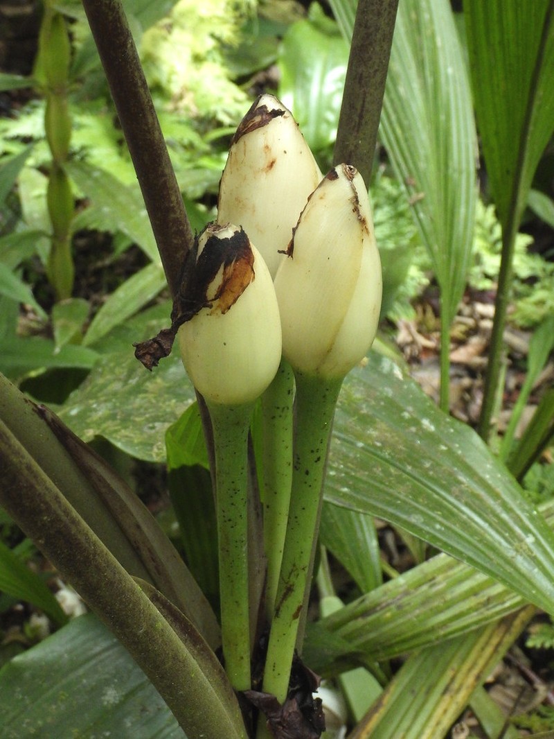 Alocasia princeps photo 5
