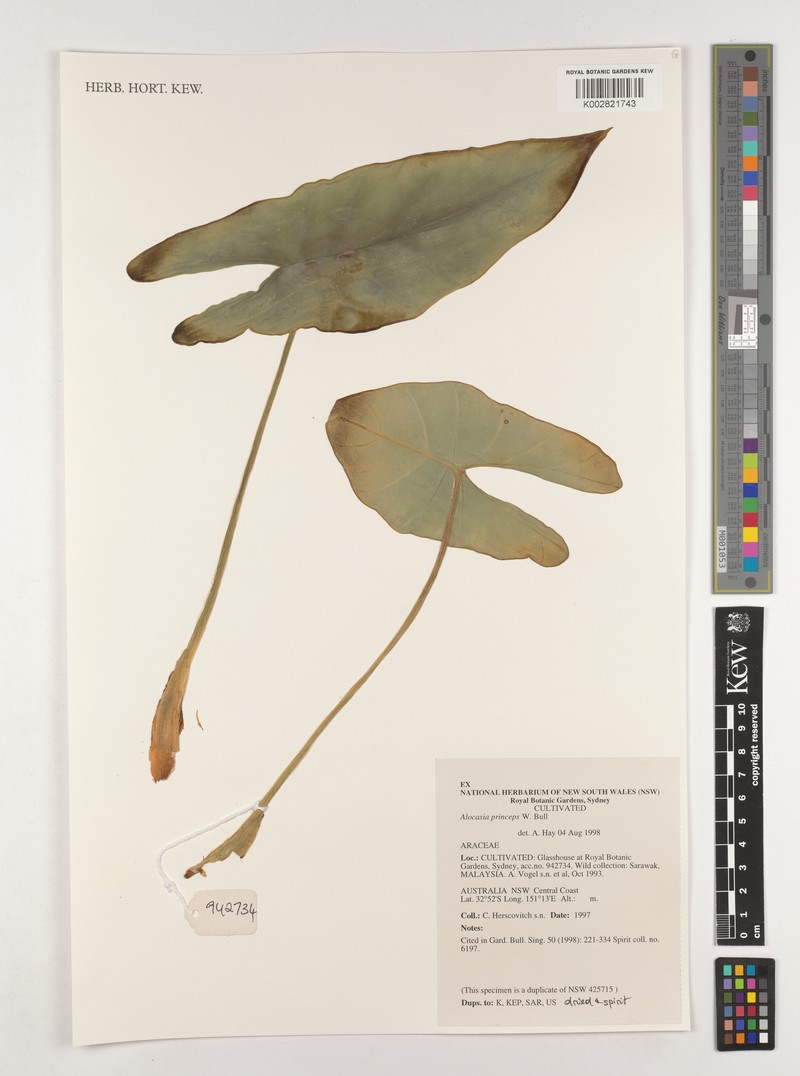 Alocasia princeps photo 7