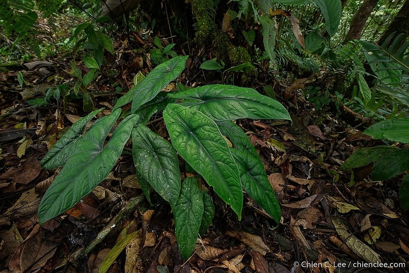 Alocasia puncakborneensis